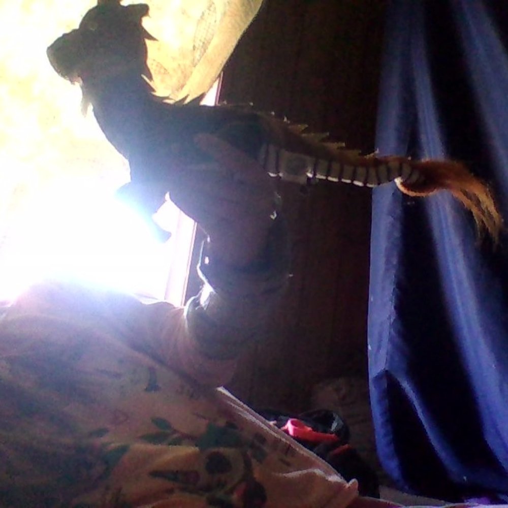 ram-bow ad gold dragon toy